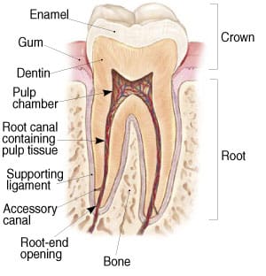 Anatomical cross-section diagram of a human tooth showing internal and external structures labeled.